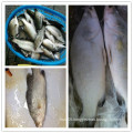 whole round frozen barramundi